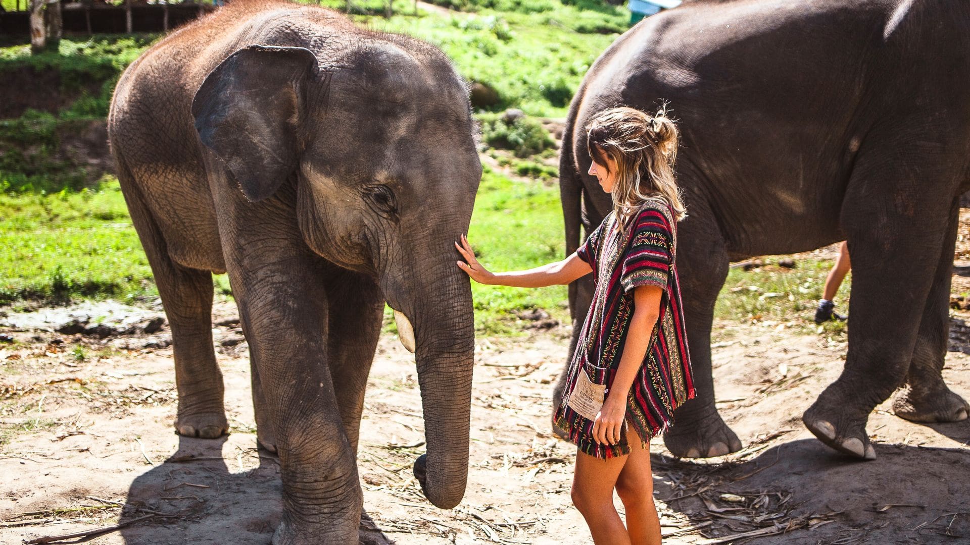 39 elefante