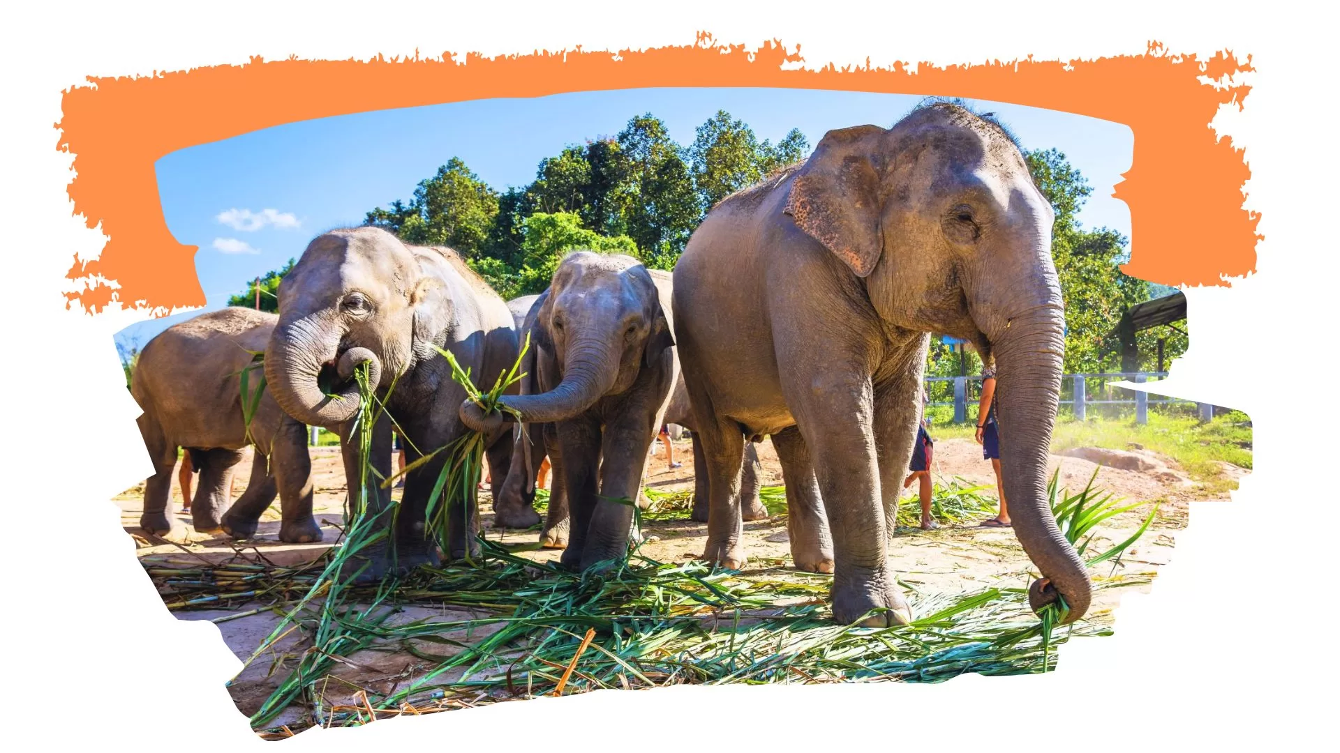 elephant