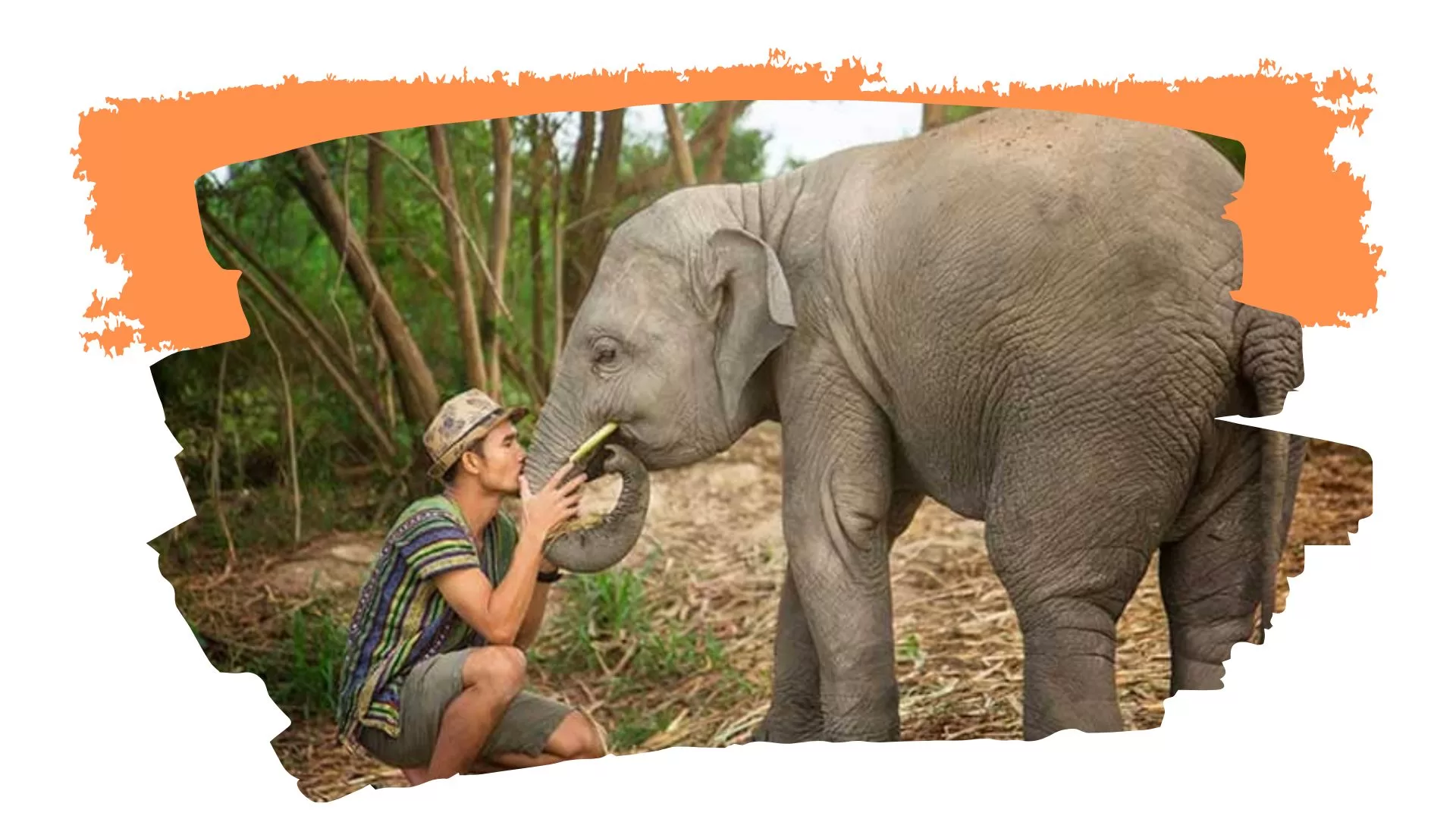 éléphant
