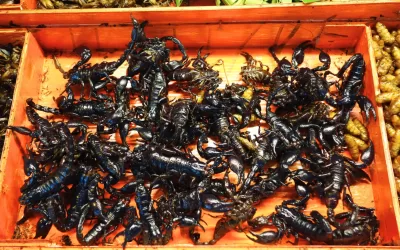 ONDE COMER INSECTOS EM PHUKET?