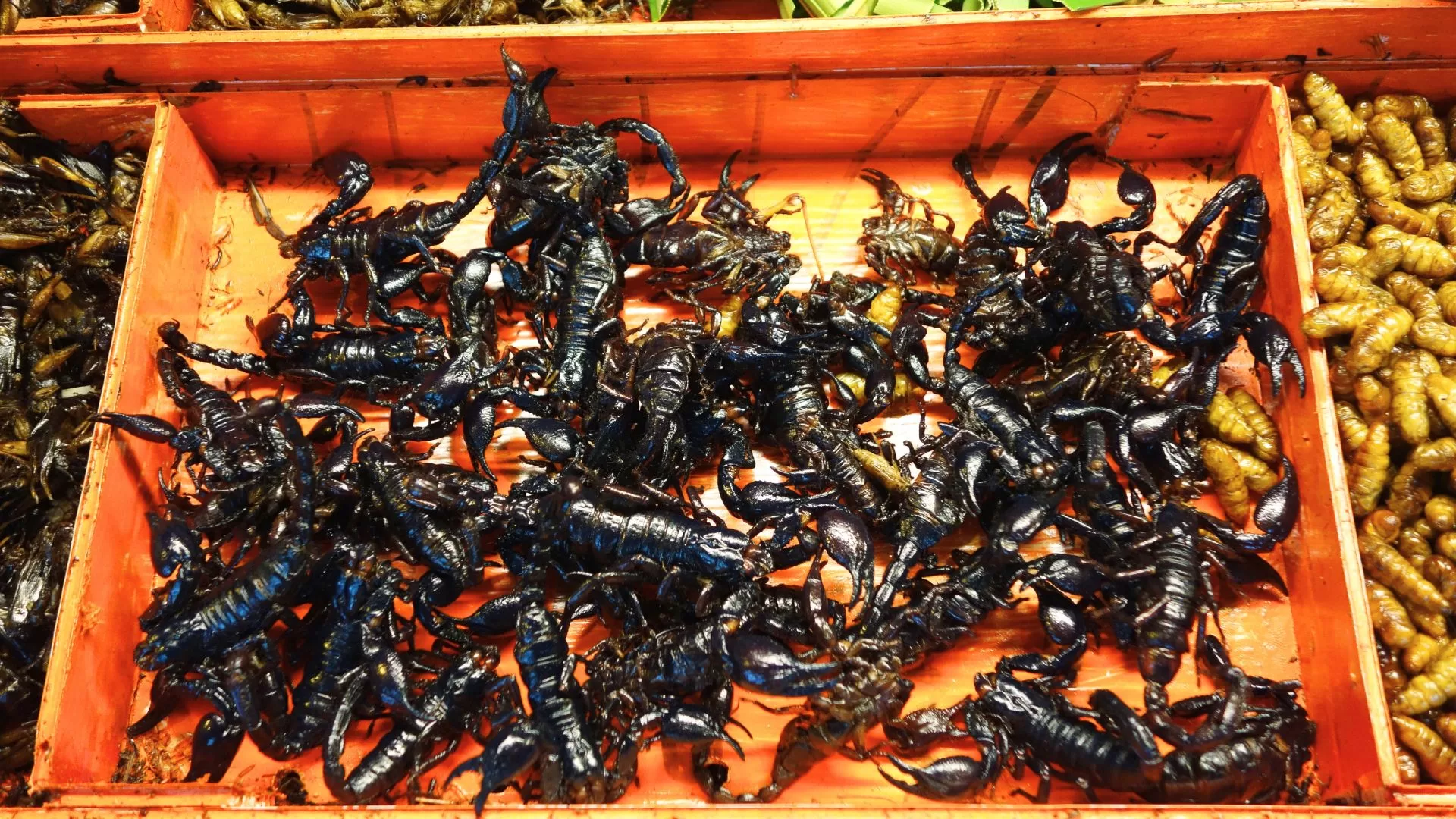 onde comer insectos em phuket