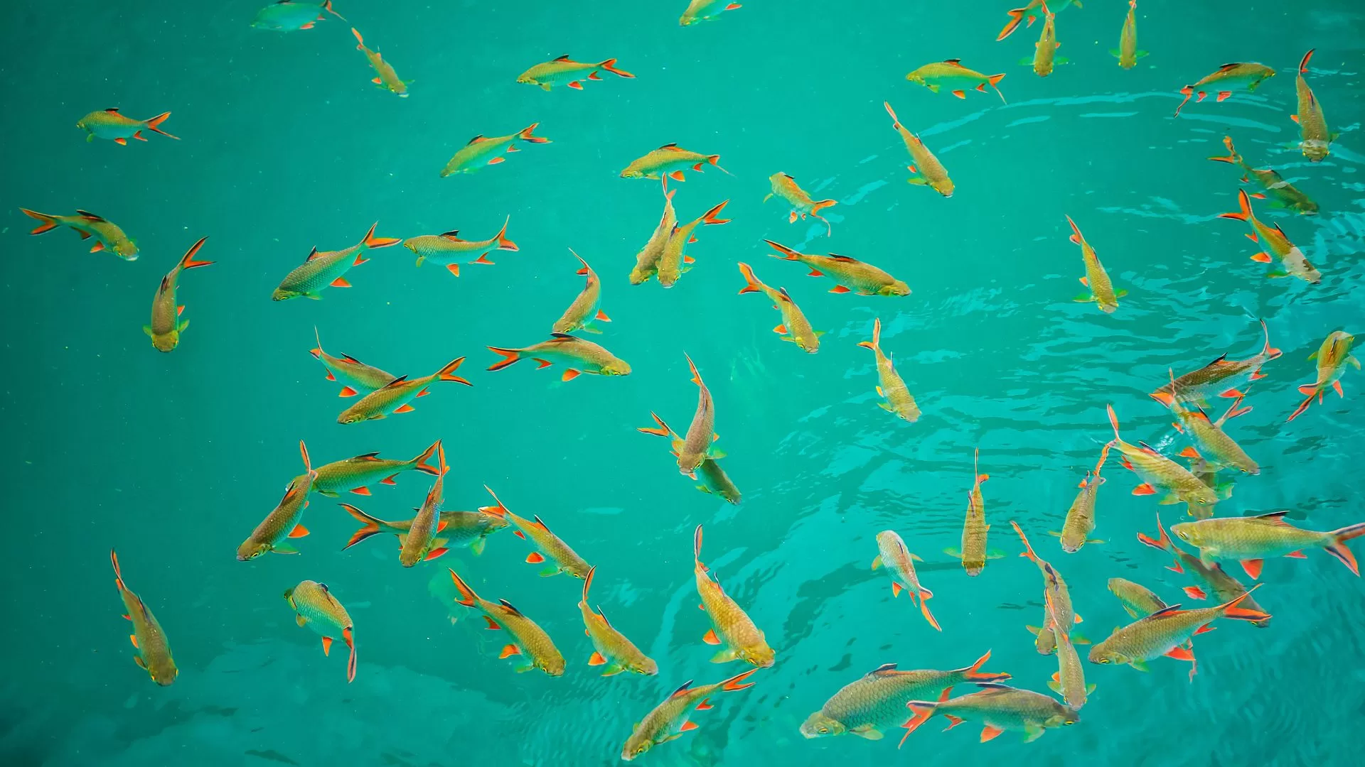 peces en khao sok